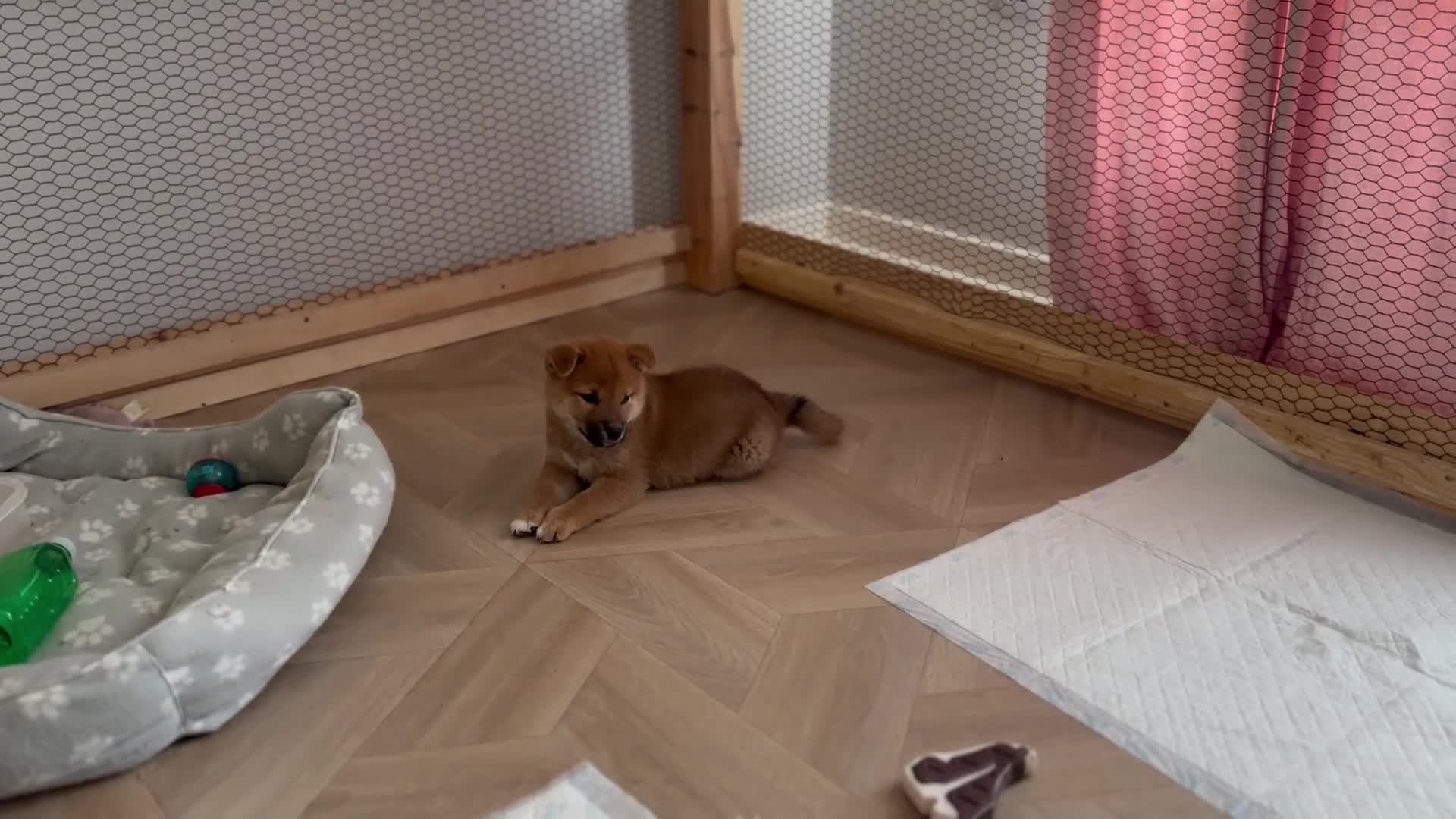 Japanese Shiba Inu dogs for sale: KC-Certified Shiba Inu puppies. 100% Pure blooded. - Video 4