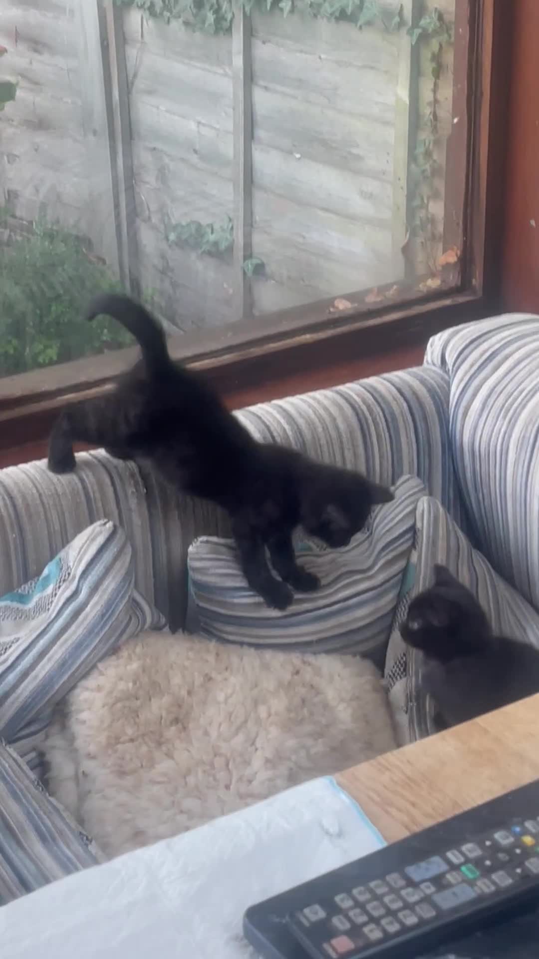 Mixed Breed cats for sale: Little kittens for sale - Video 1