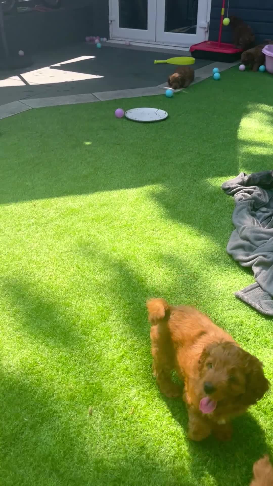 Cockapoo dogs for sale: Cockapoo puppies  - Video 1