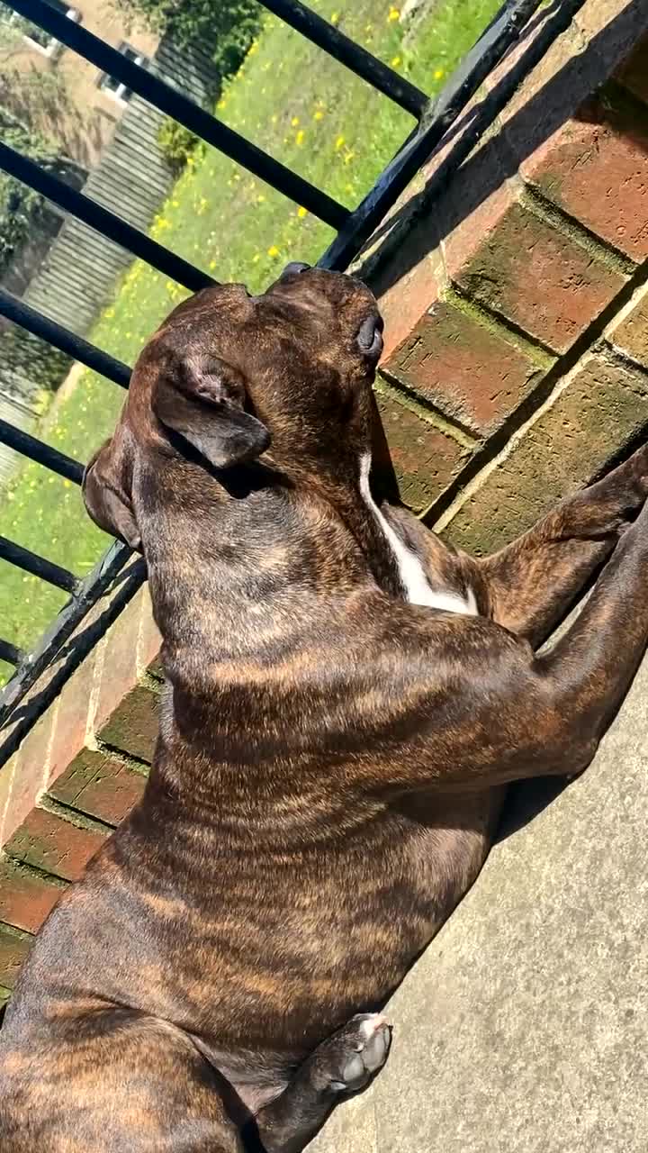 Mixed Breed dogs for sale: Roxy Cane corso cross staffy - Video 2