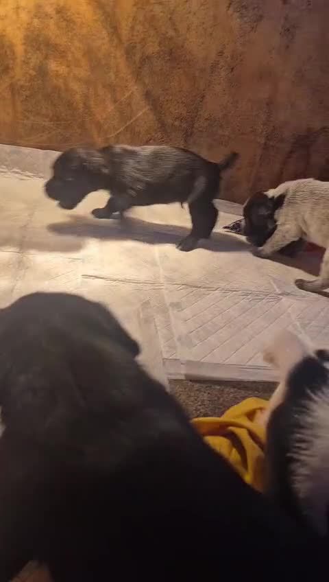 Mixed Breed dogs for sale: German Wirehaired Pointer x Springer Spaniel Pups - Video 1