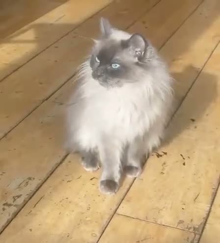Ragdoll cats for sale: Ragdoll lilac point  - Video 1