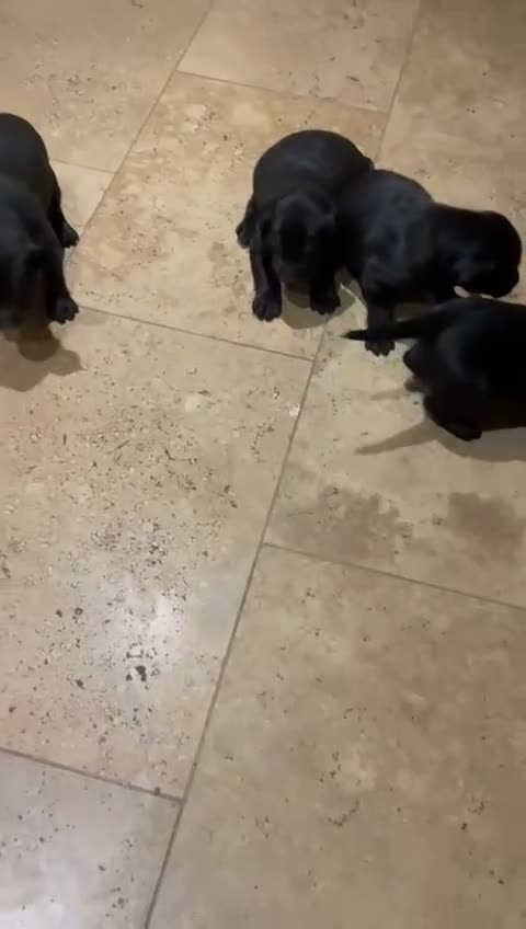 Labrador Retriever dogs for sale: Beautiful Labrador Puppies for Loving Homes - Video 1