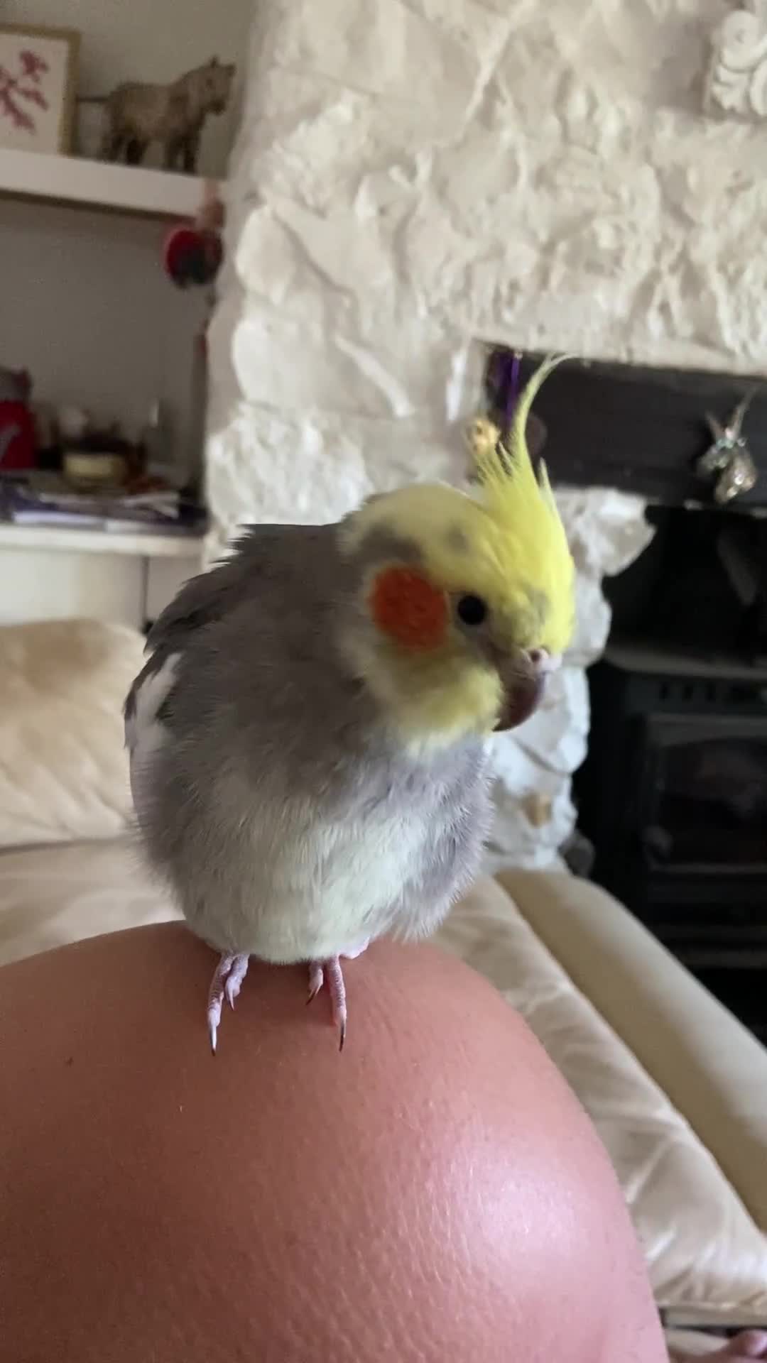 Cockatiels birds for sale: Pair of bonded male cockatiels hand reared tame - Video 2