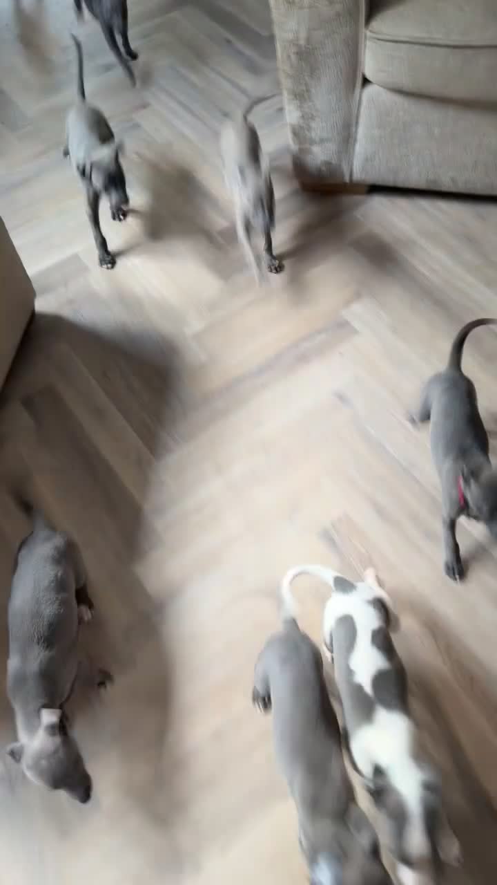 Whippet dogs for sale: KC REGISTERED BLUE WHIPPET BOY - Video 1