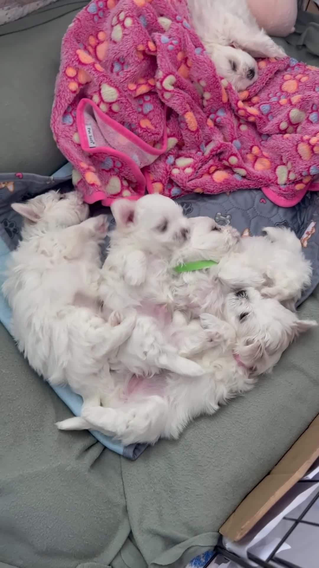 Maltese dogs for sale: Beautiful Maltese Puppies for Sale 🐾 - Video 1