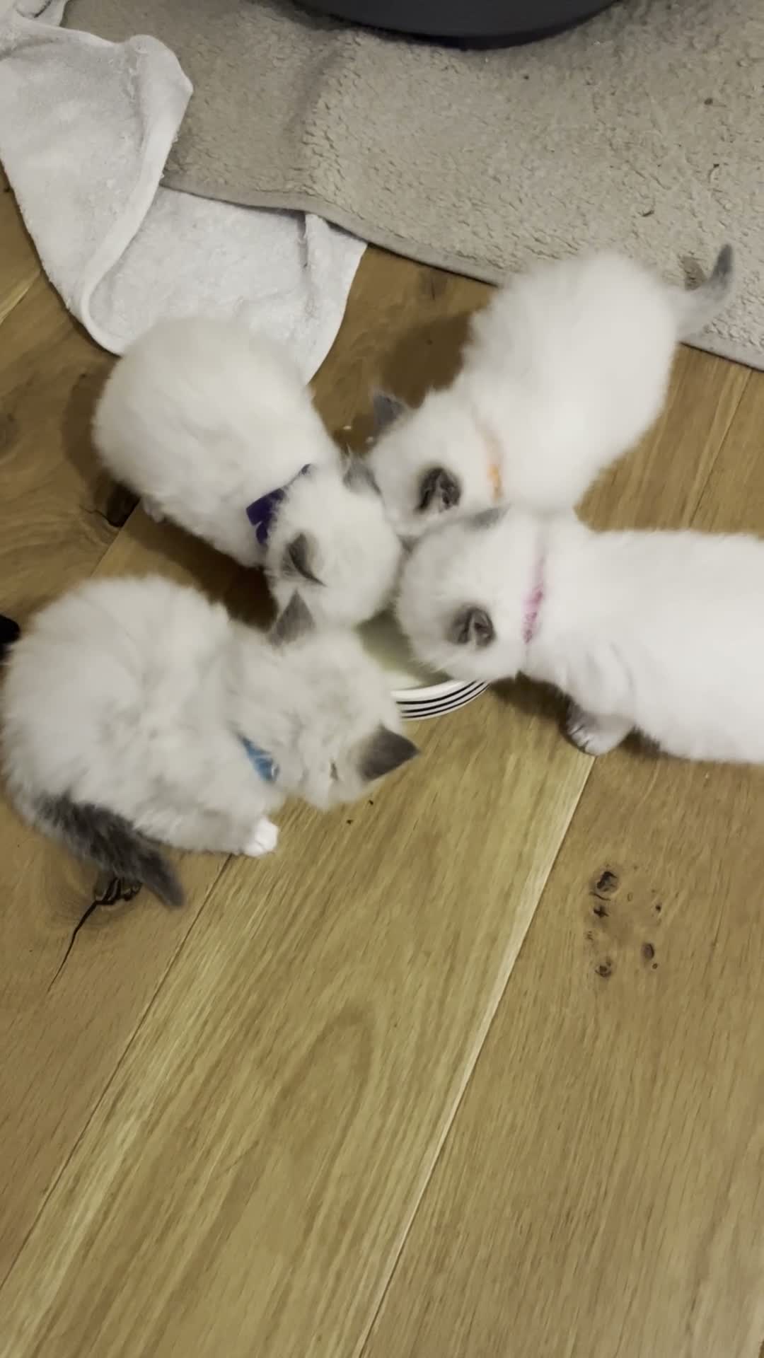 Birman cats for sale: Beautiful Blue Point Birman-Ragdoll Kittens in Leicester - Video 2