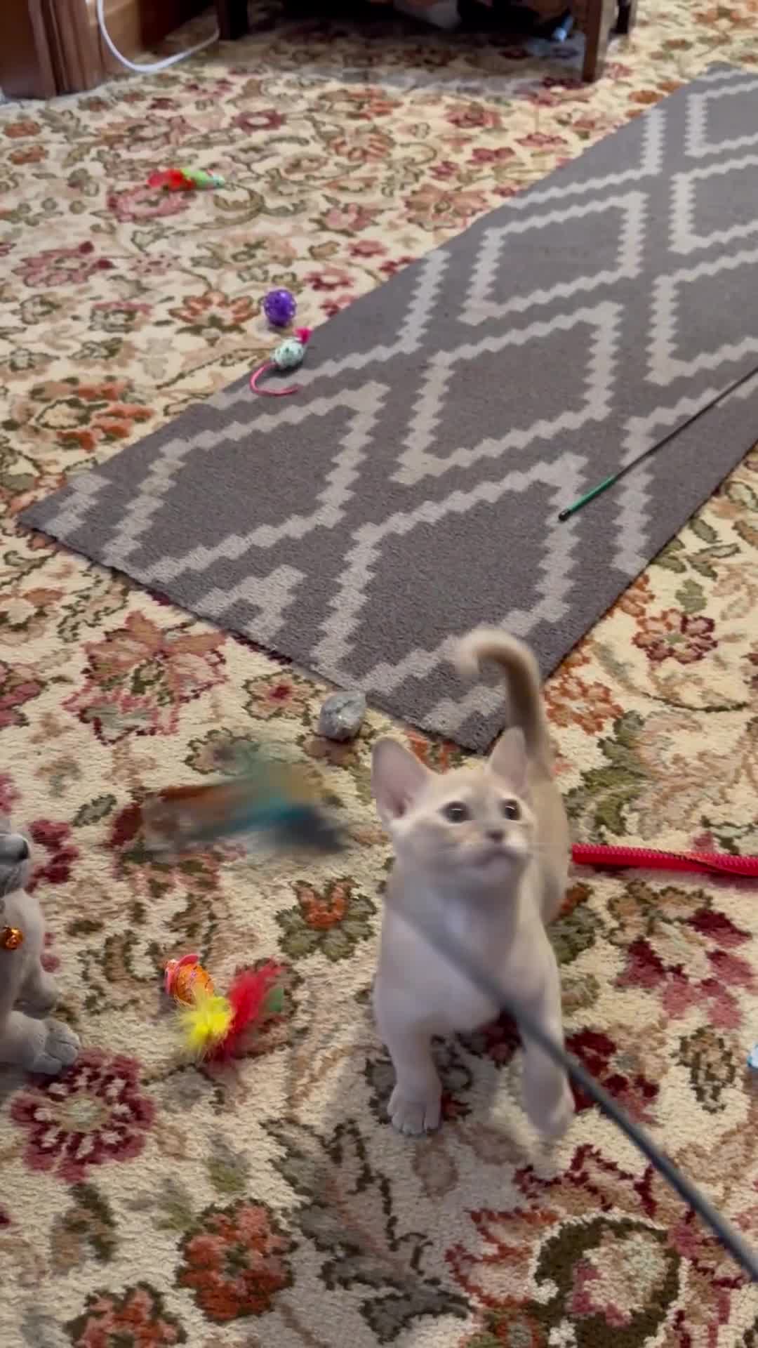 Burmese cats for sale: Burmese kittens Available  - Video 3