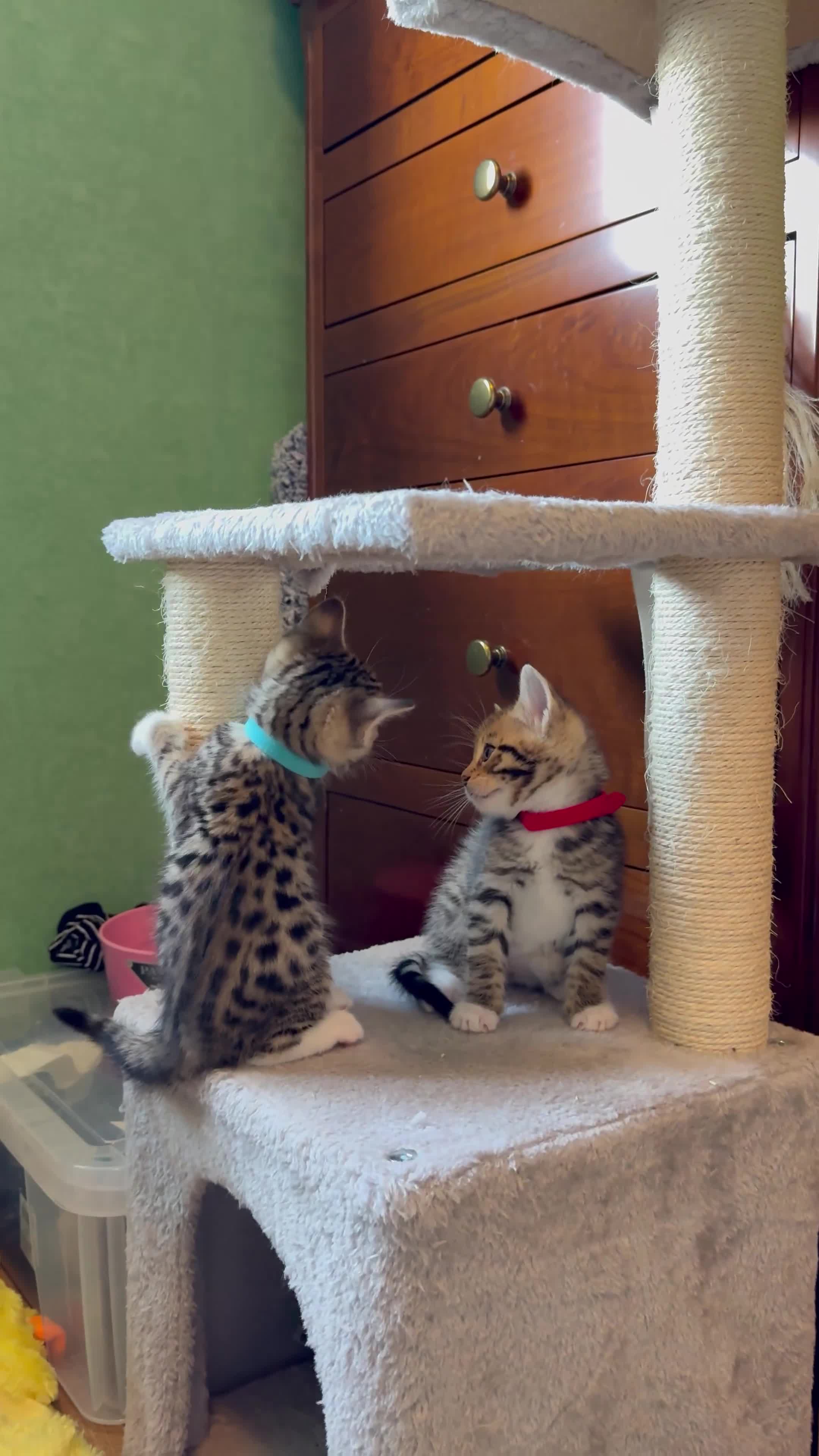 Mixed Breed cats for sale: Unique mix - Bengal x Maine Coon - Video 2