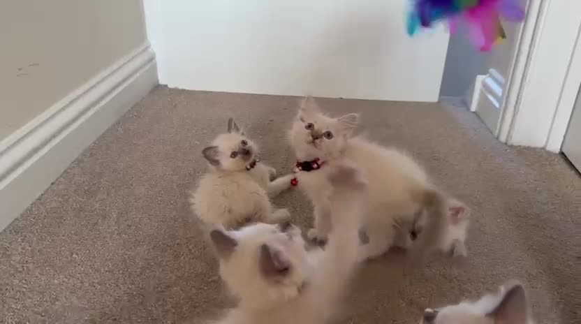 Ragdoll cats for sale: Purebred Ragdol Kitten - DNA Verified 100% - Video 4
