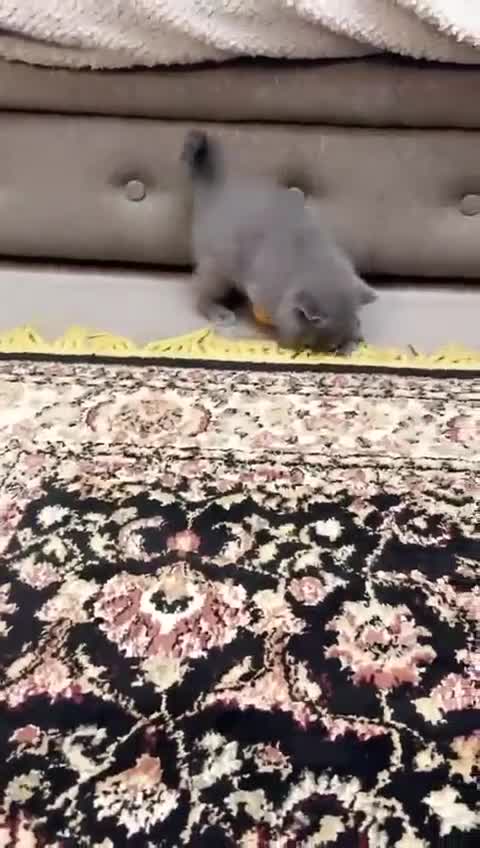 British Shorthair cats for sale: British shorthair - Video 1