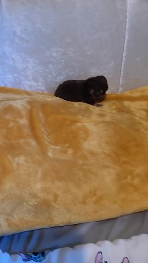 Chihuahua dogs for sale: Beautiful Long-Haired Chihuahua Puppies - Video 3