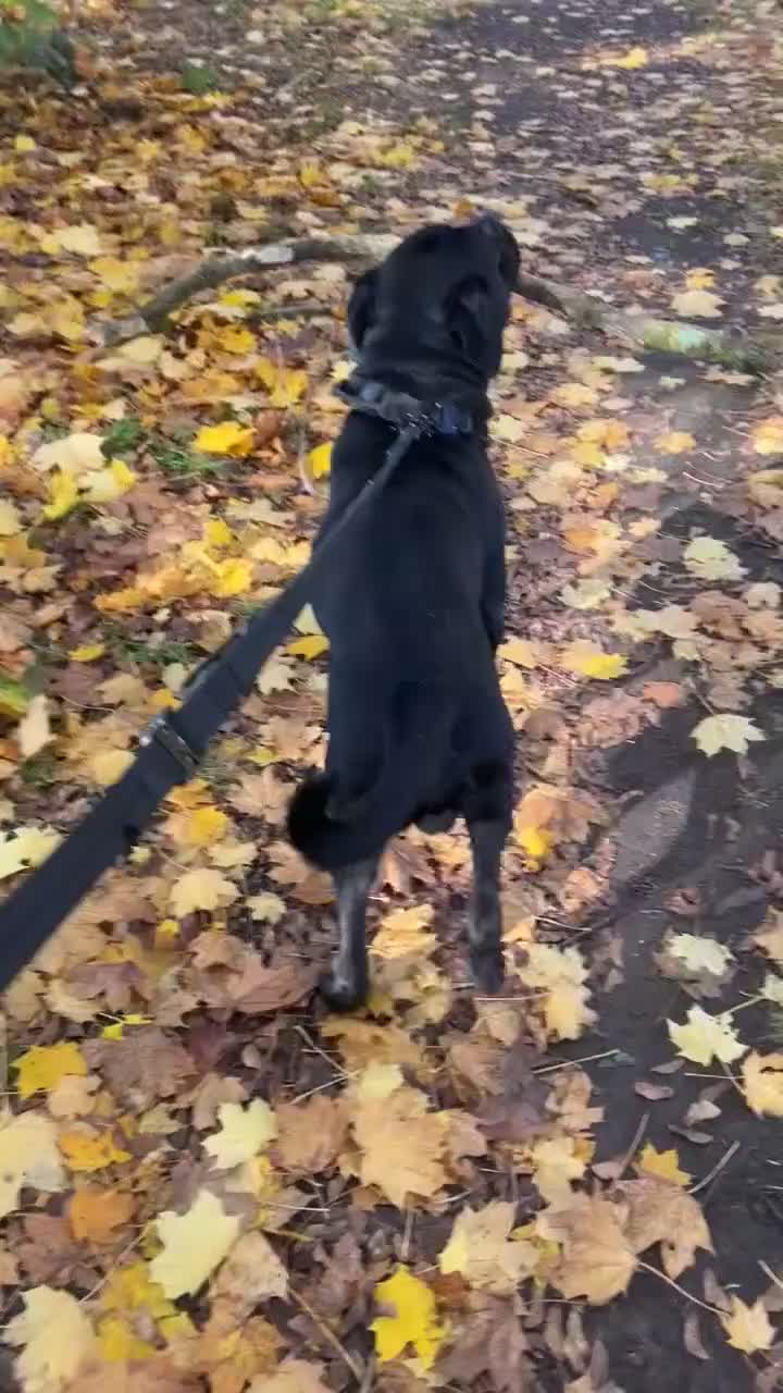 Mixed Breed dogs for stud: Cane corso x black lab - Video 5