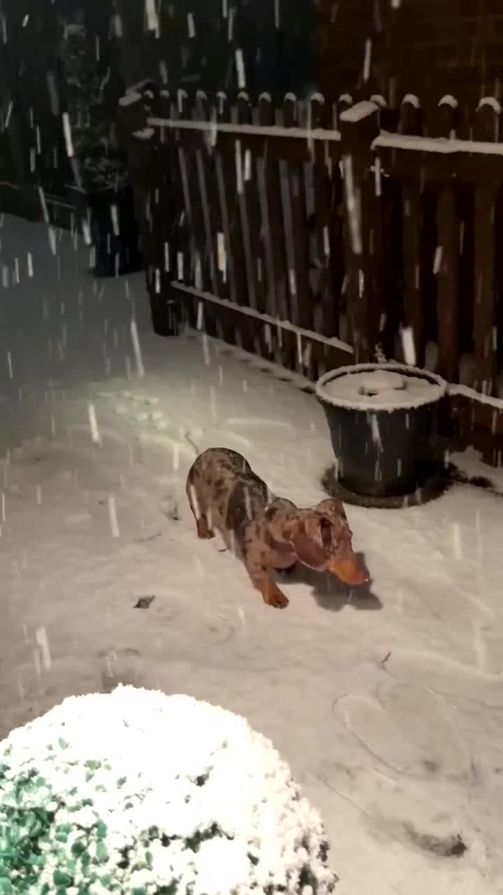 Dachshund dogs for sale: Dapple Dachshund - Brown/blue eyes  - Video 2