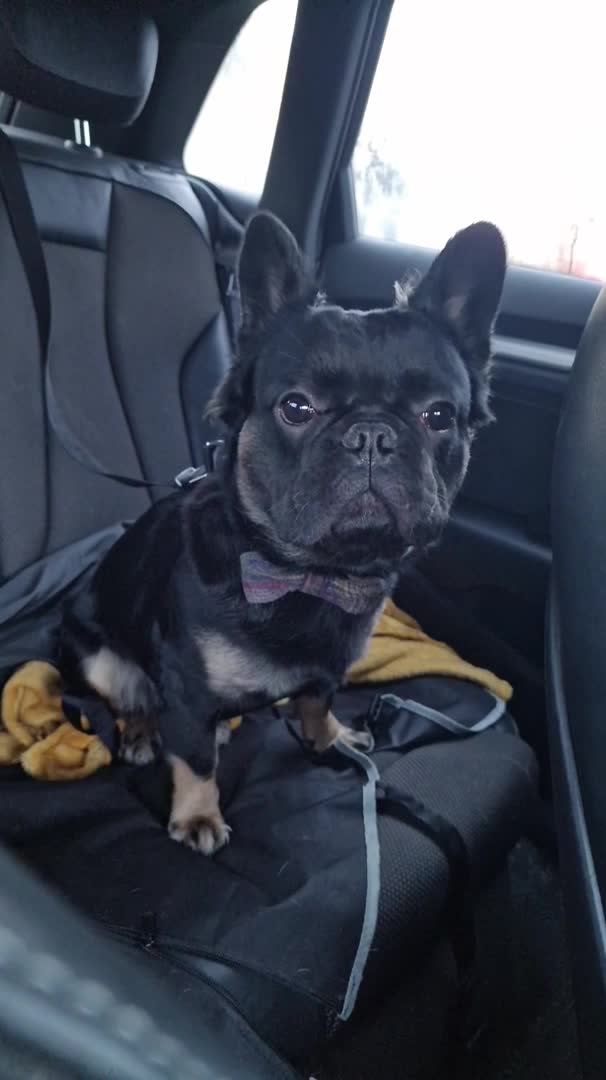 French Bulldog dogs for stud: Visual Fluffy French Bulldog Stud in Blairgowrie - Video 1