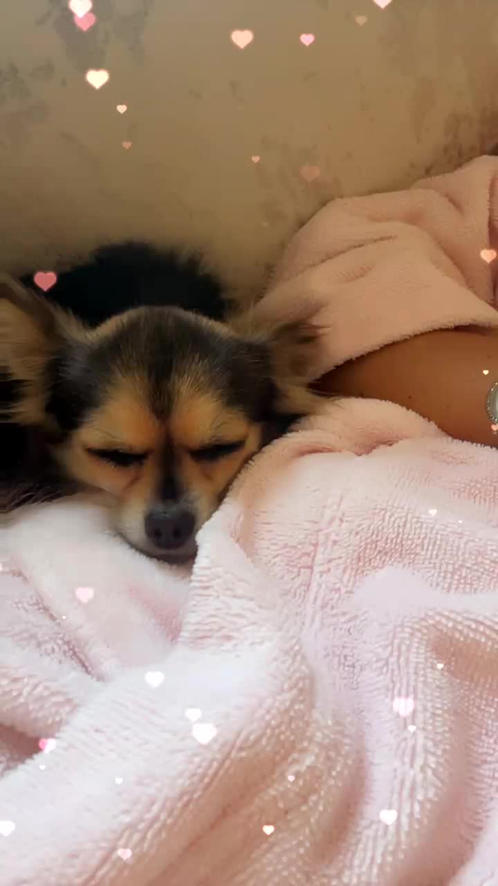 Chihuahua dogs for sale: Female Chihuahua - Video 1