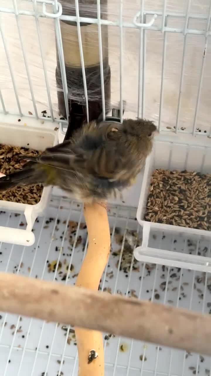 Canaries birds for sale: Gloster canary in Liverpool - Video 1