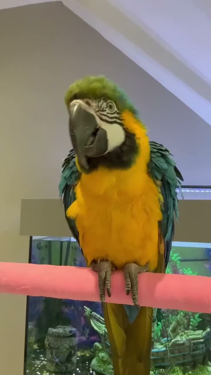 Macaws birds for sale: Tame female - Video 1