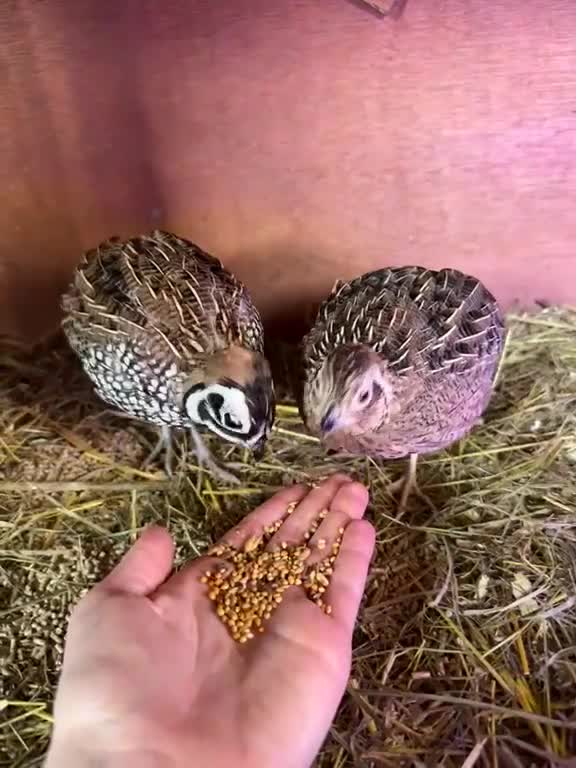 Quail poultry for sale: Montezuma quail mearns quail pre order in Rotherham - Video 1