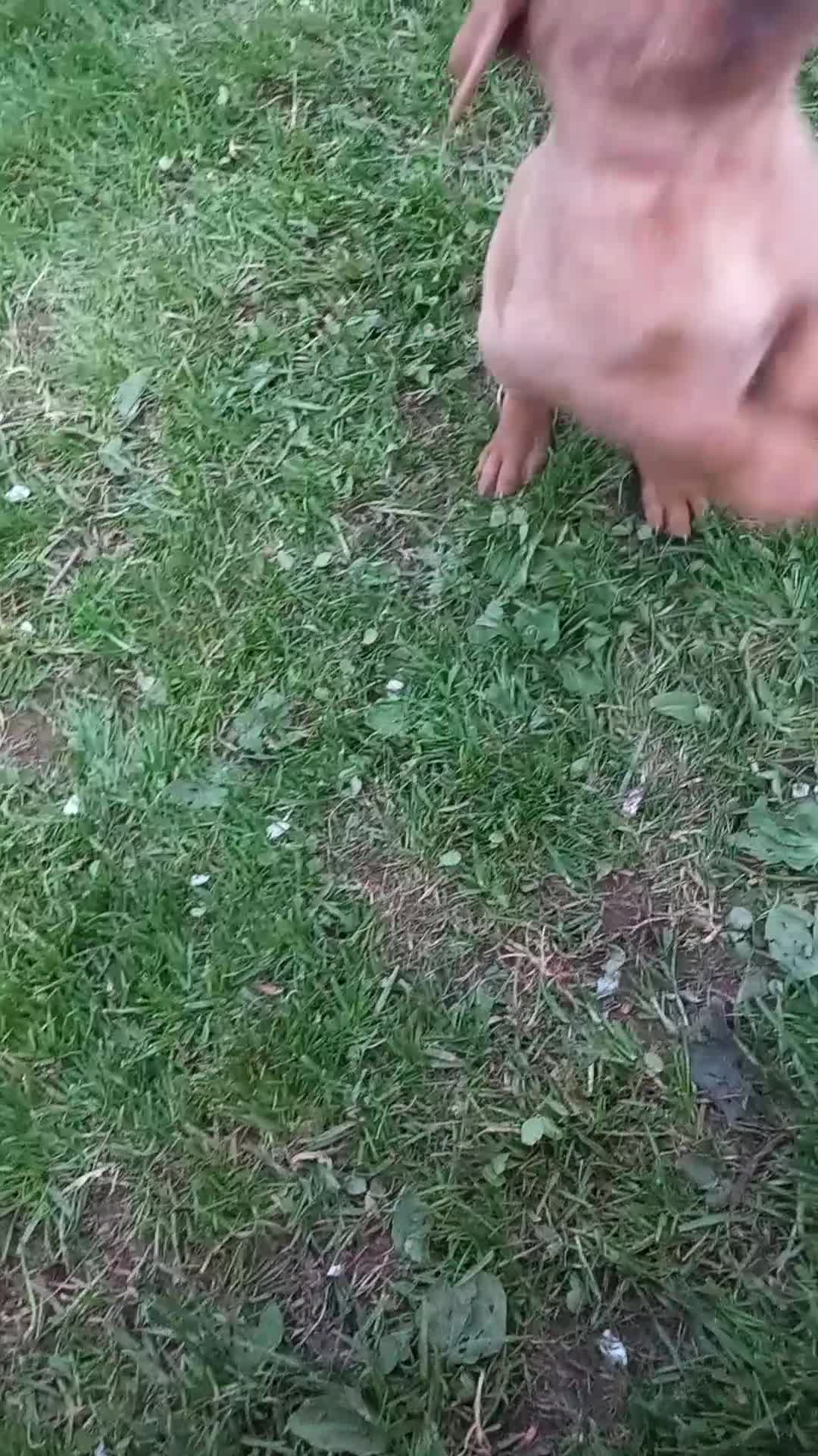 Labrador Retriever dogs for sale: KC Registered Red Labrador Retriever Puppies - Video 1