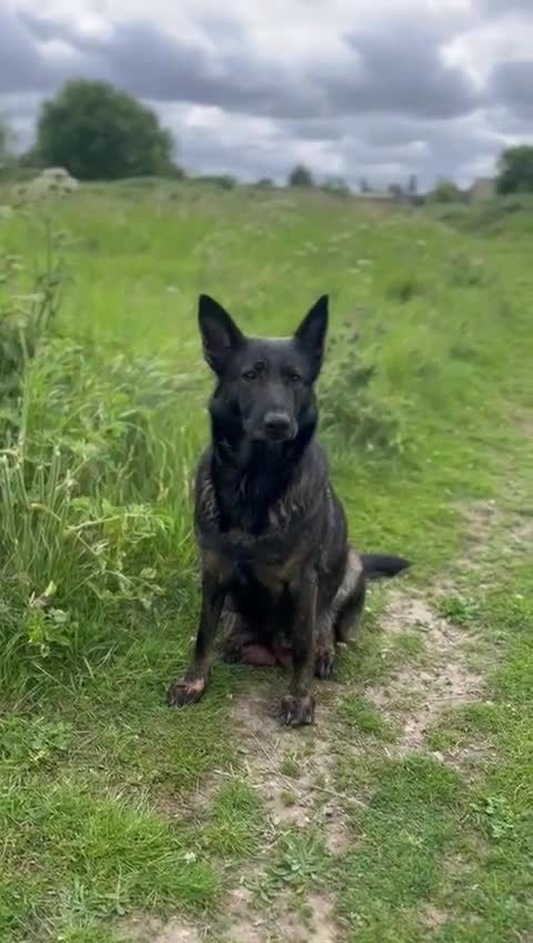 German Shepherd dogs for sale: 8 Gorgeous German Shepherd Puppies - Video 1