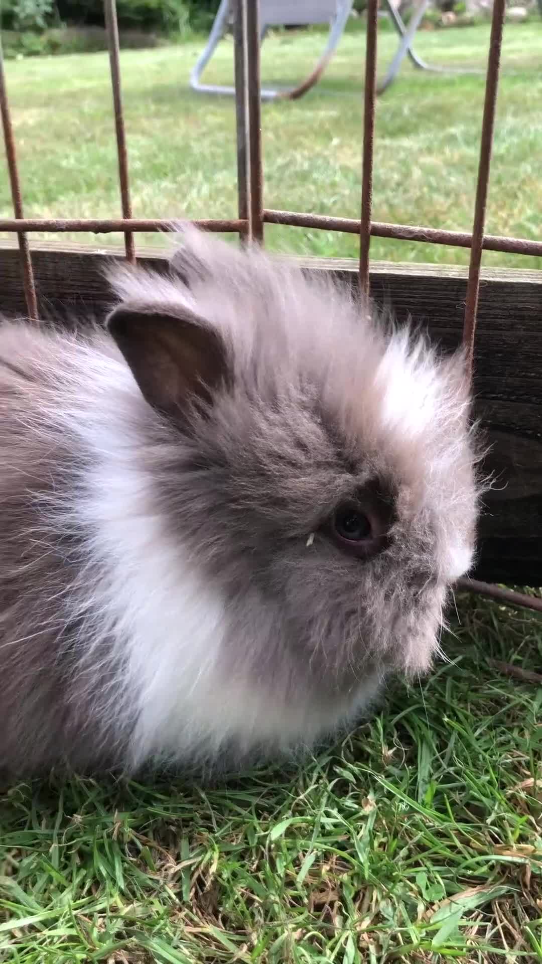 Lionhead rabbits for sale: Lion head Rabbits for sale - Video 1