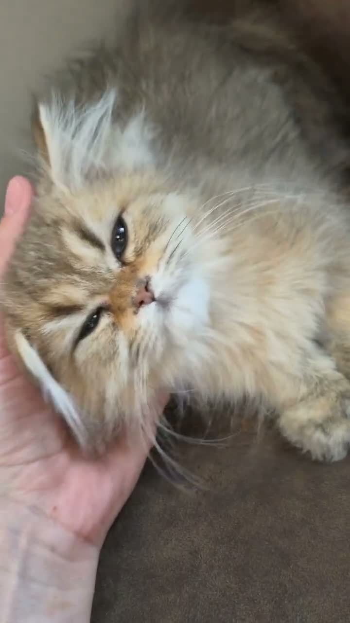 British Longhair cats for sale: Golden British longhair pure bloodline  - Video 1