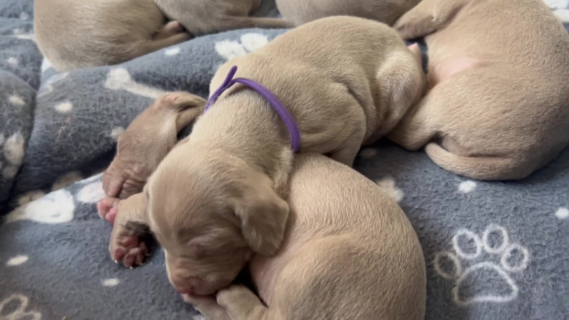 Weimaraner dogs for sale: Kc registered Silver Weimaraner puppies for sale  - Video 5