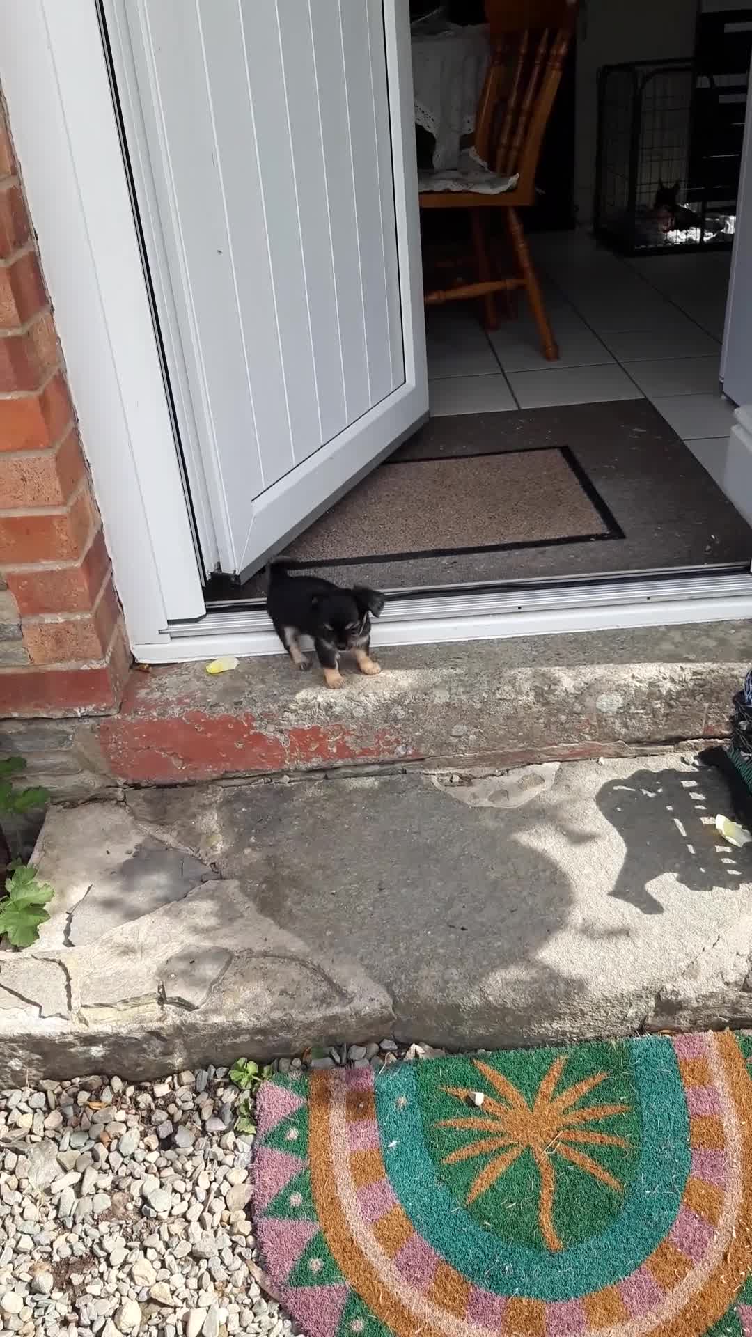 Chihuahua dogs for sale: Chihuahua puppies  - Video 2