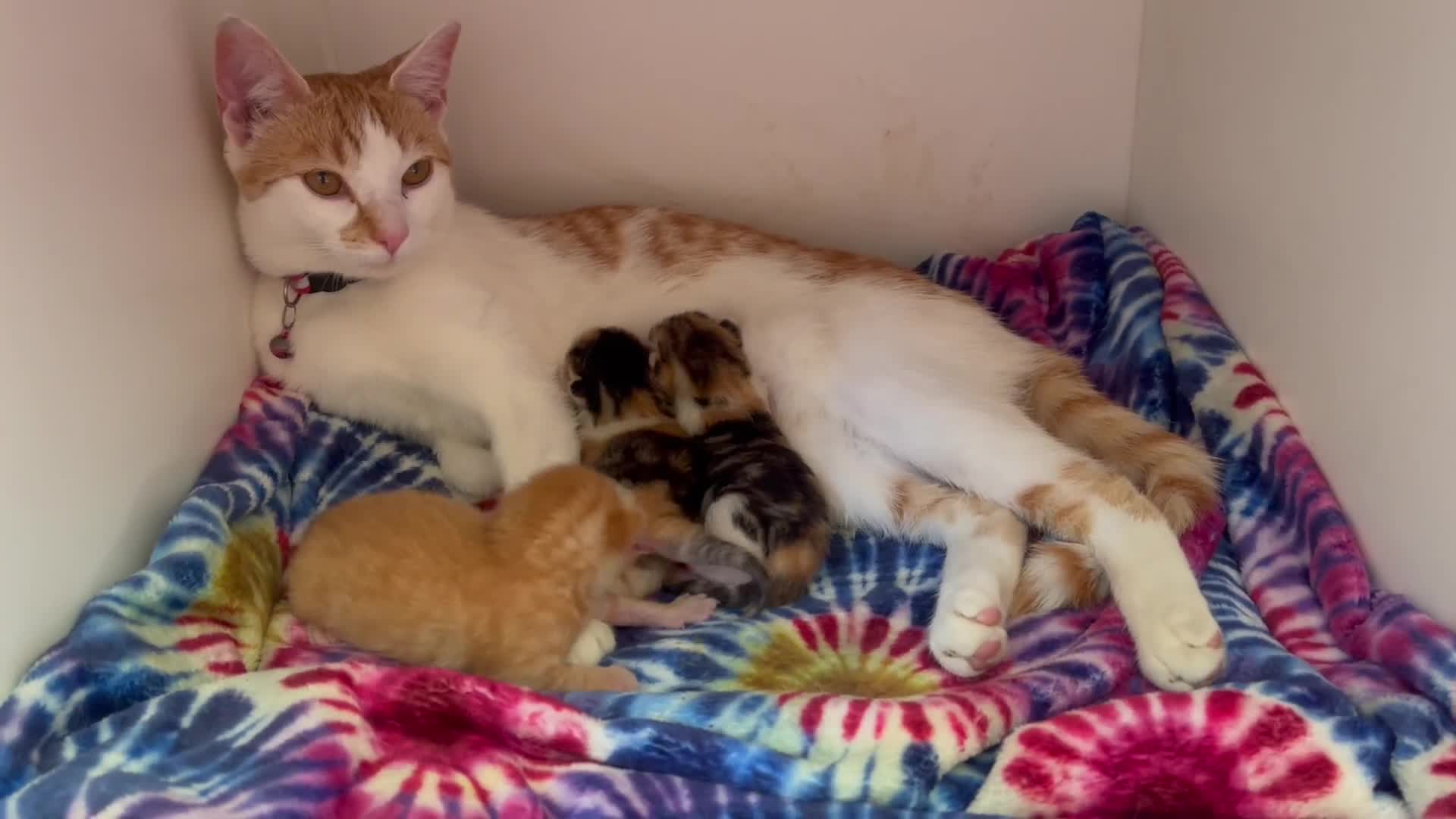 Domestic Shorthair cats for sale: One ginger boy and two tortoiseshell girls  - Video 2