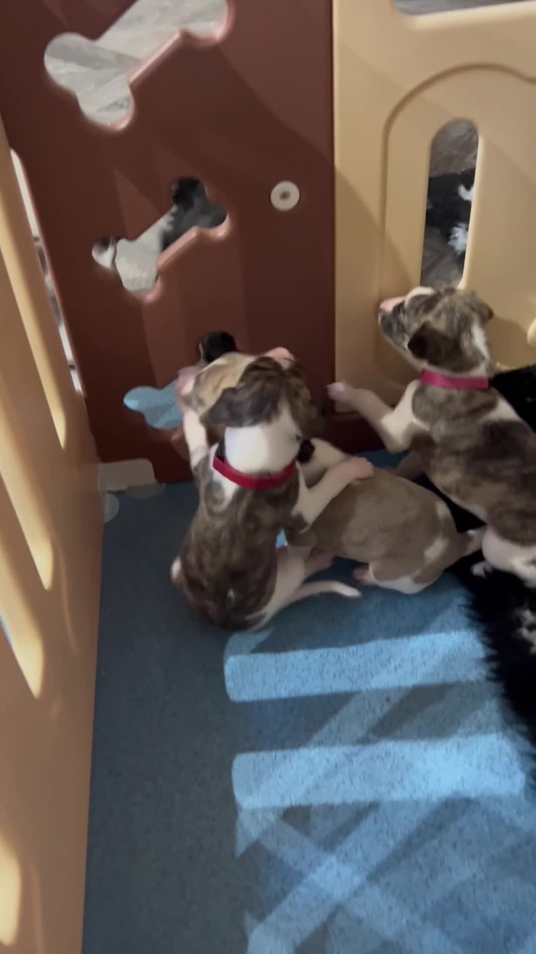 Whippet dogs for sale: A beautiful-well bred litter of small whippets  - Video 5