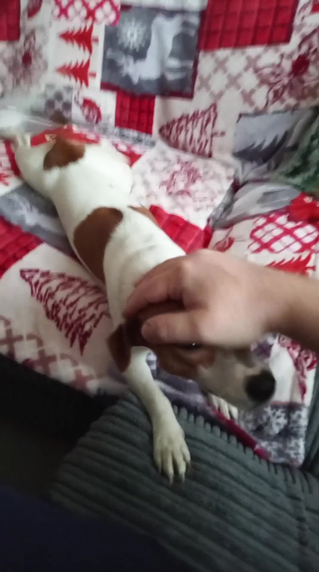 Jack Russell dogs for sale: Lovely Jack Russell Bitch looking for new home  - Video 1
