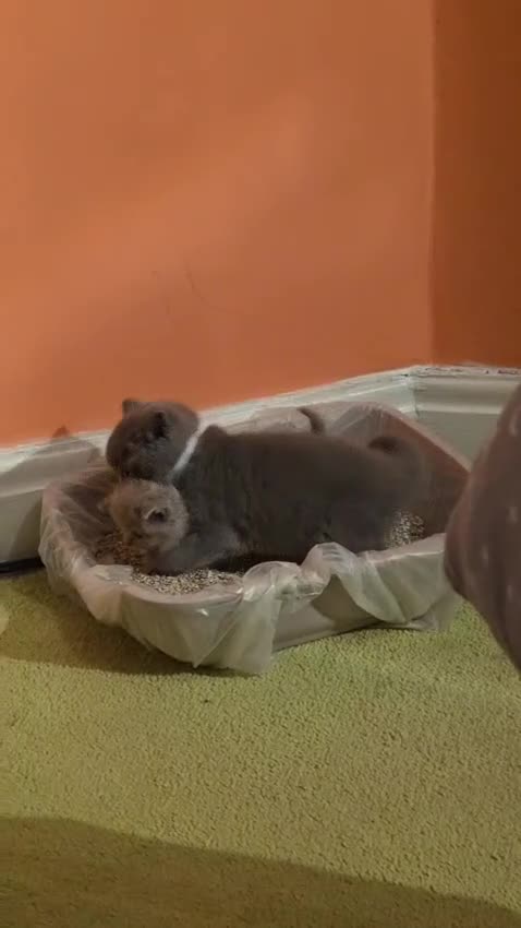 British Shorthair cats for sale: British Shorthair Kittens  - Video 4