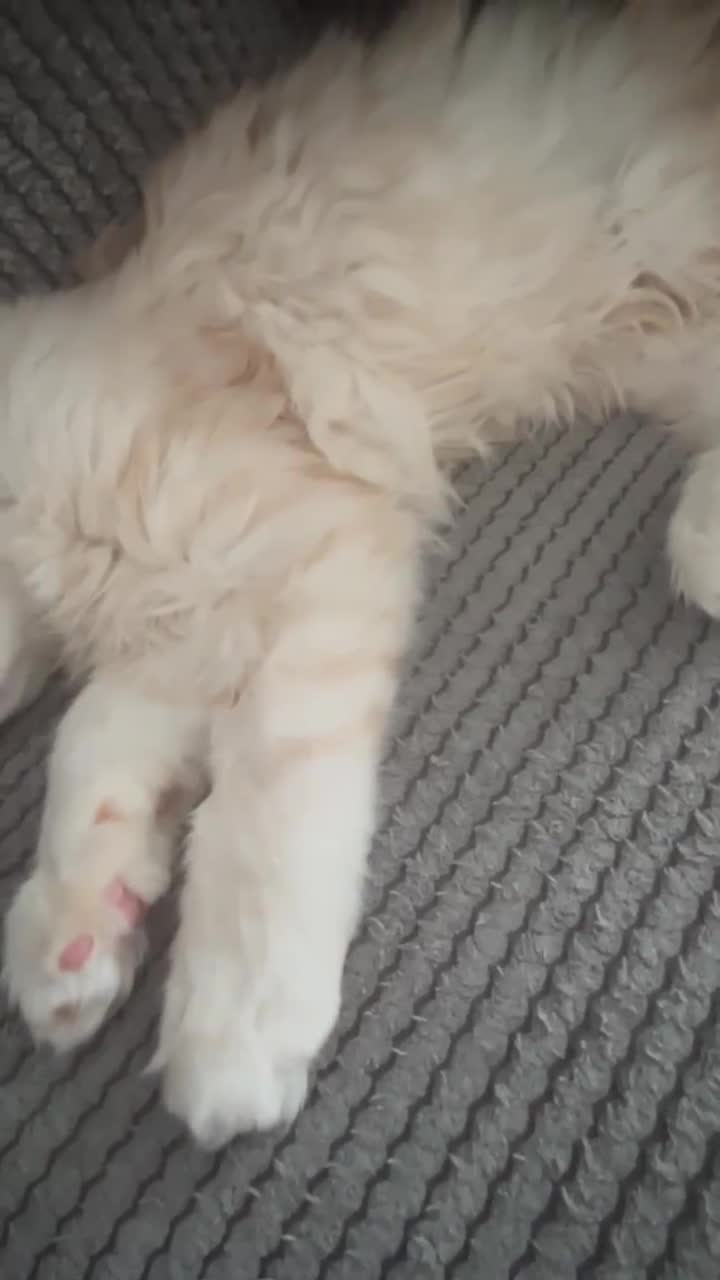 Maine Coon cats for sale: Main Coon kittens for sale - Video 2