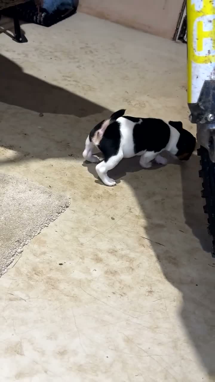 Jack Russell dogs for sale: Short legged Jack Russel puppies.  - Video 1
