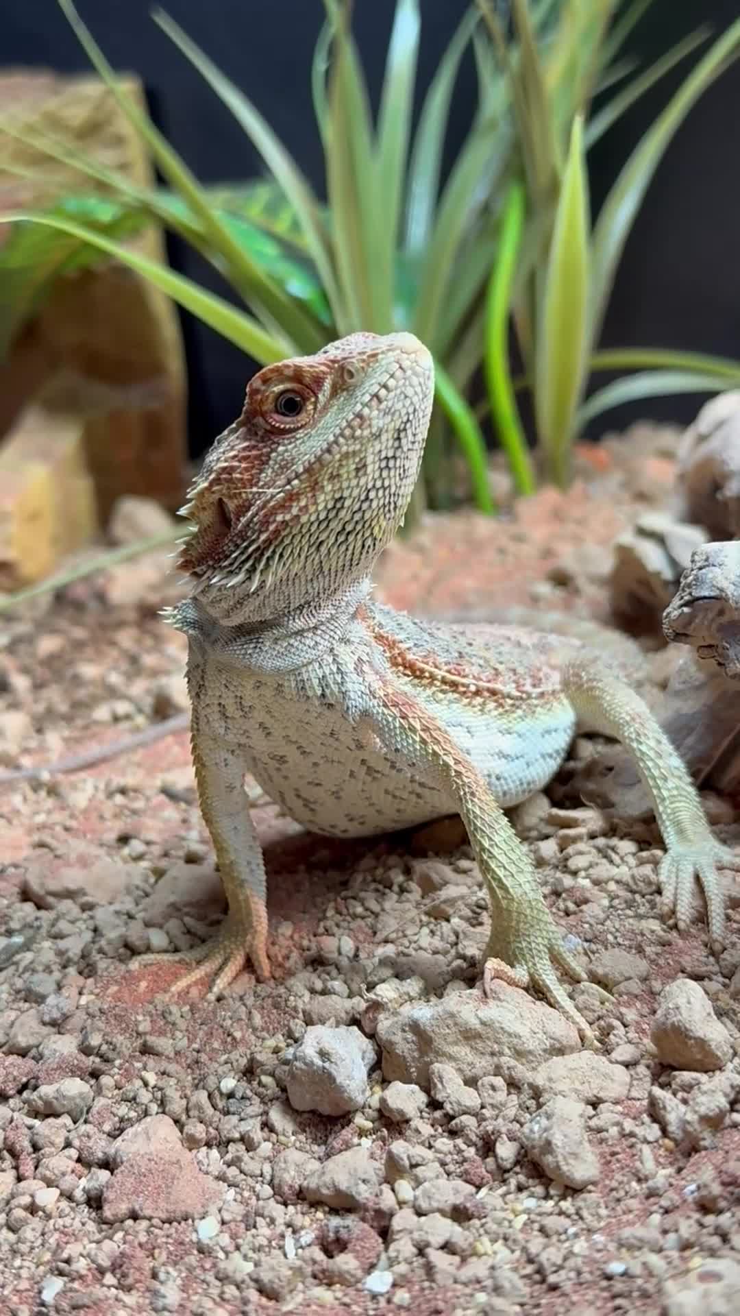 Bearded Dragon reptiles for sale: 9 month old Bearded Dragon + Full setup in Corby - Video 1