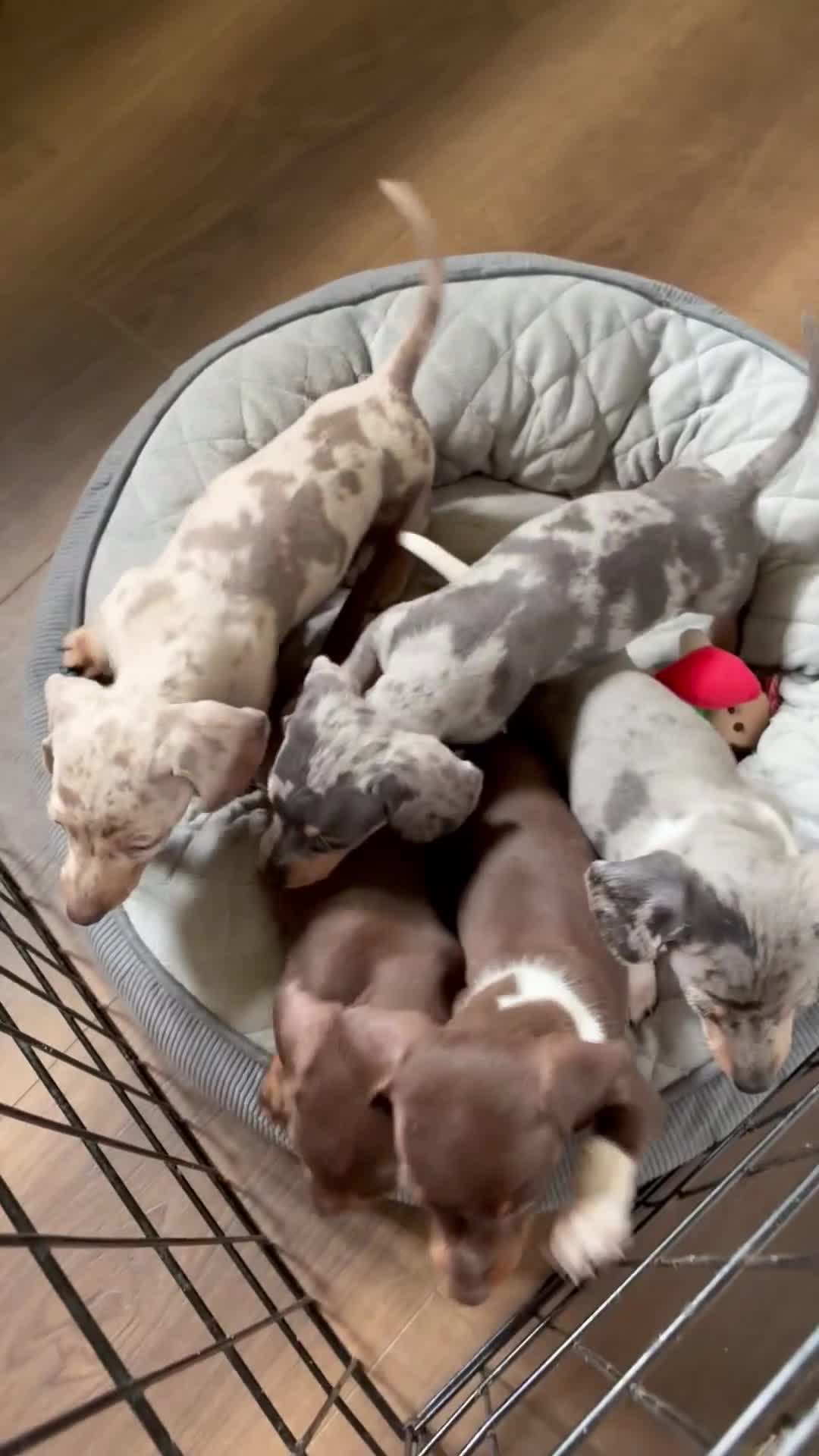 Miniature Dachshund dogs for sale: Beautiful miniature dachshund puppies  - Video 3