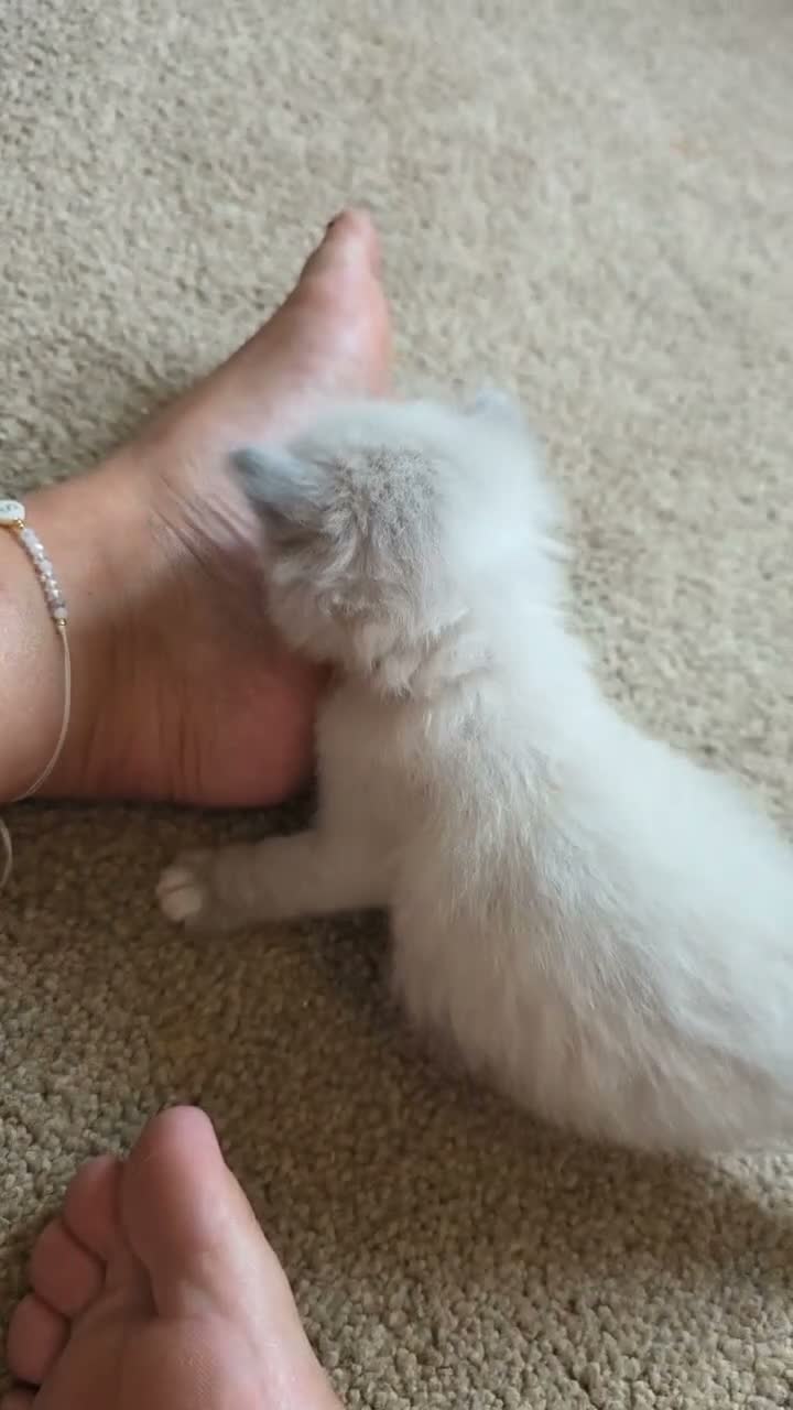 Ragdoll cats for sale: Accidental litter  - Video 3