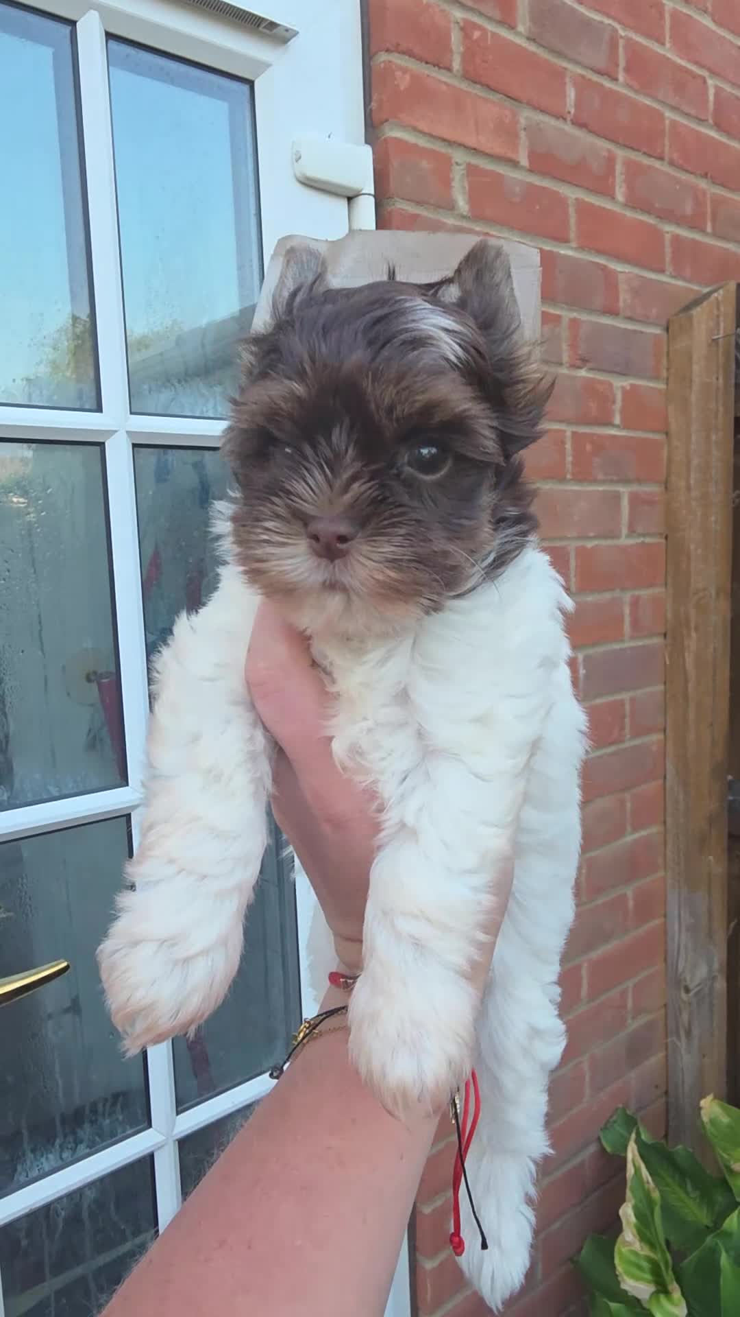 Yorkshire Terrier dogs for sale: Cute puppies ready for new home - Video 2