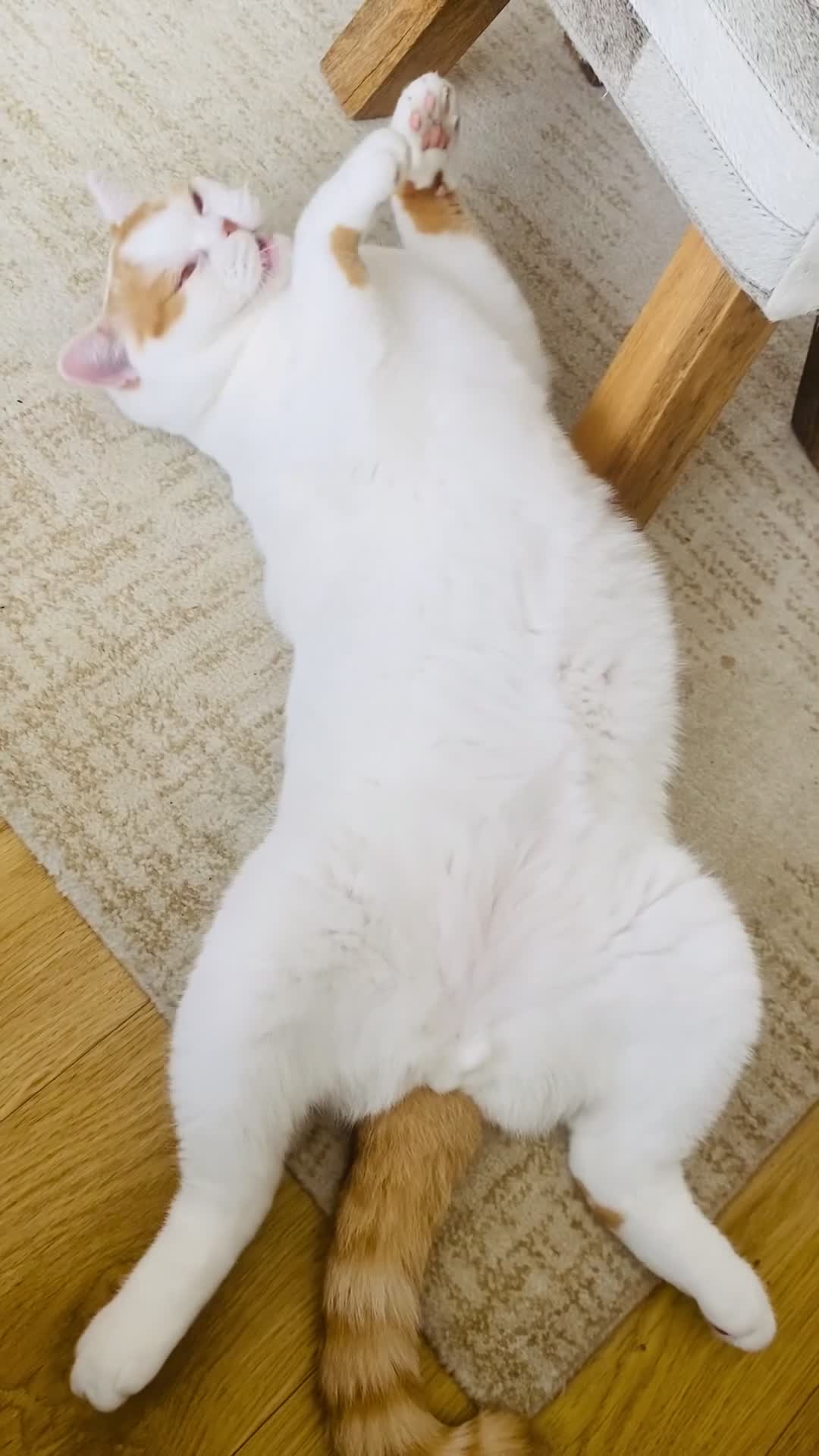 Brazilian Shorthair cats for sale: British Shorthair  - Video 1