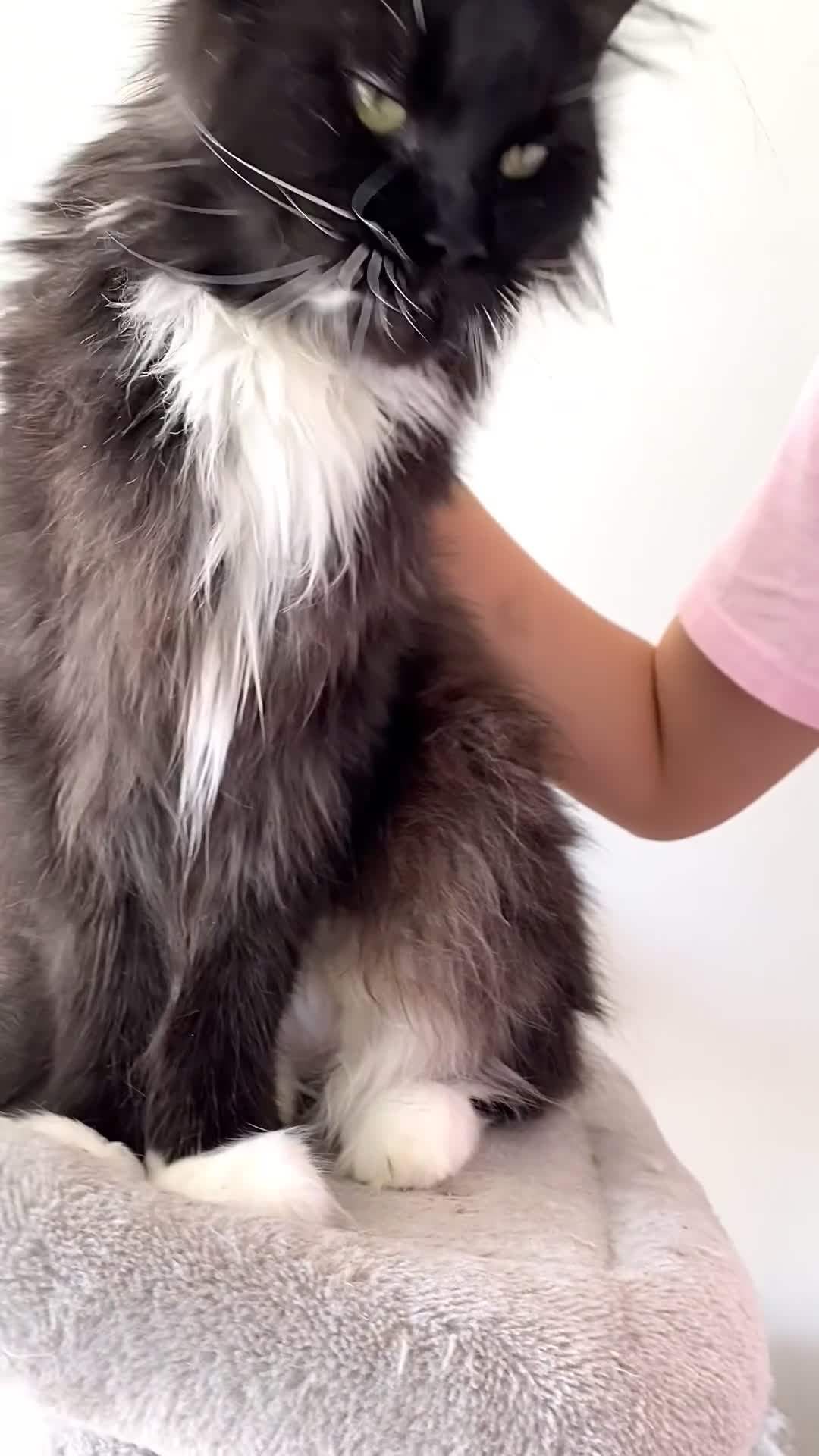 Maine Coon cats for sale: Gentle, Loving, and Majestic Maine Coone  - Video 3