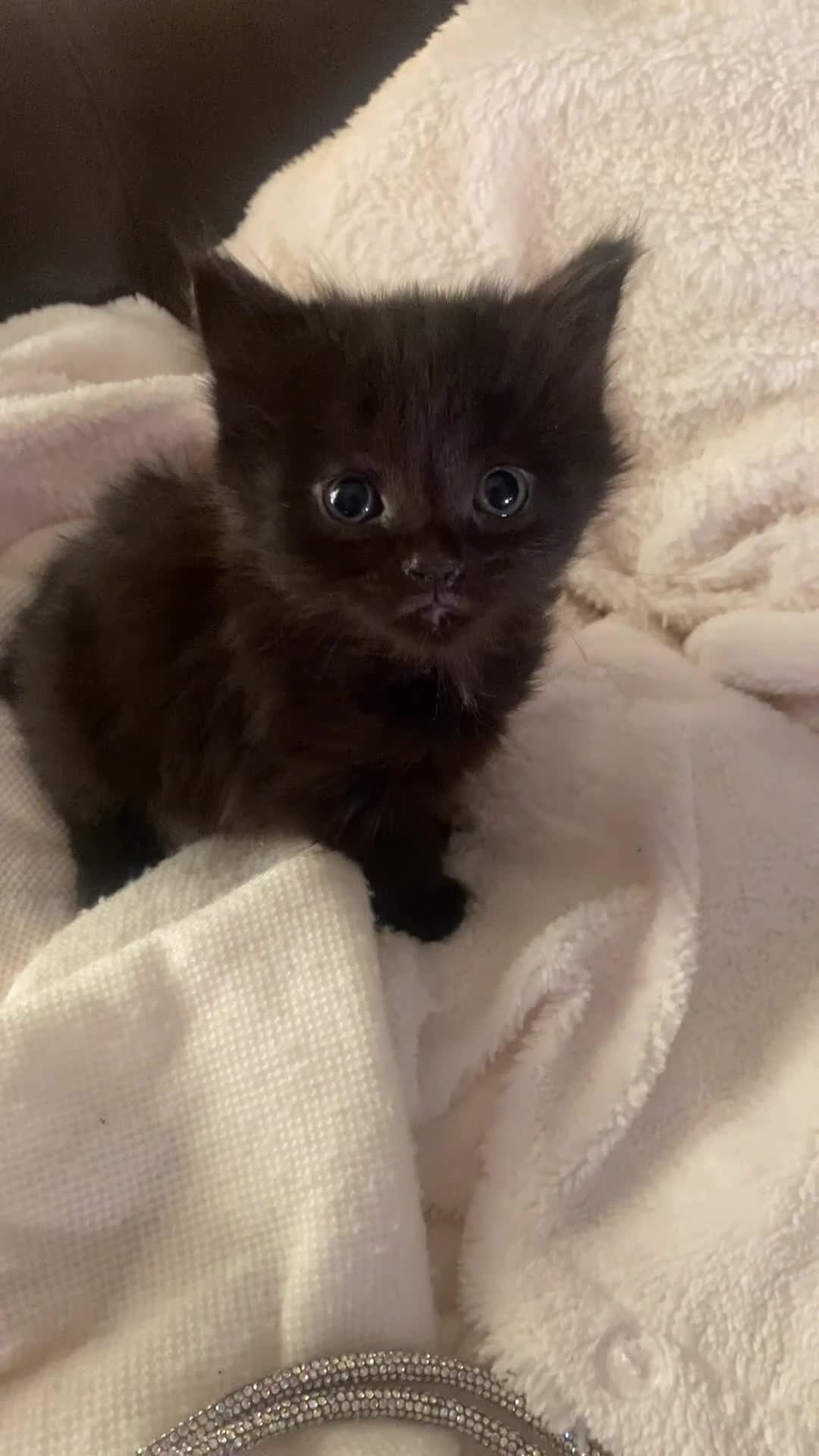 Mixed Breed cats for sale: Half bengal half domestic kittens  - Video 2