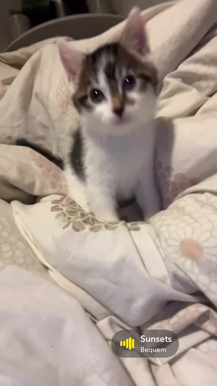 Domestic Shorthair cats for sale: Beautiful Female kitten  - Video 1