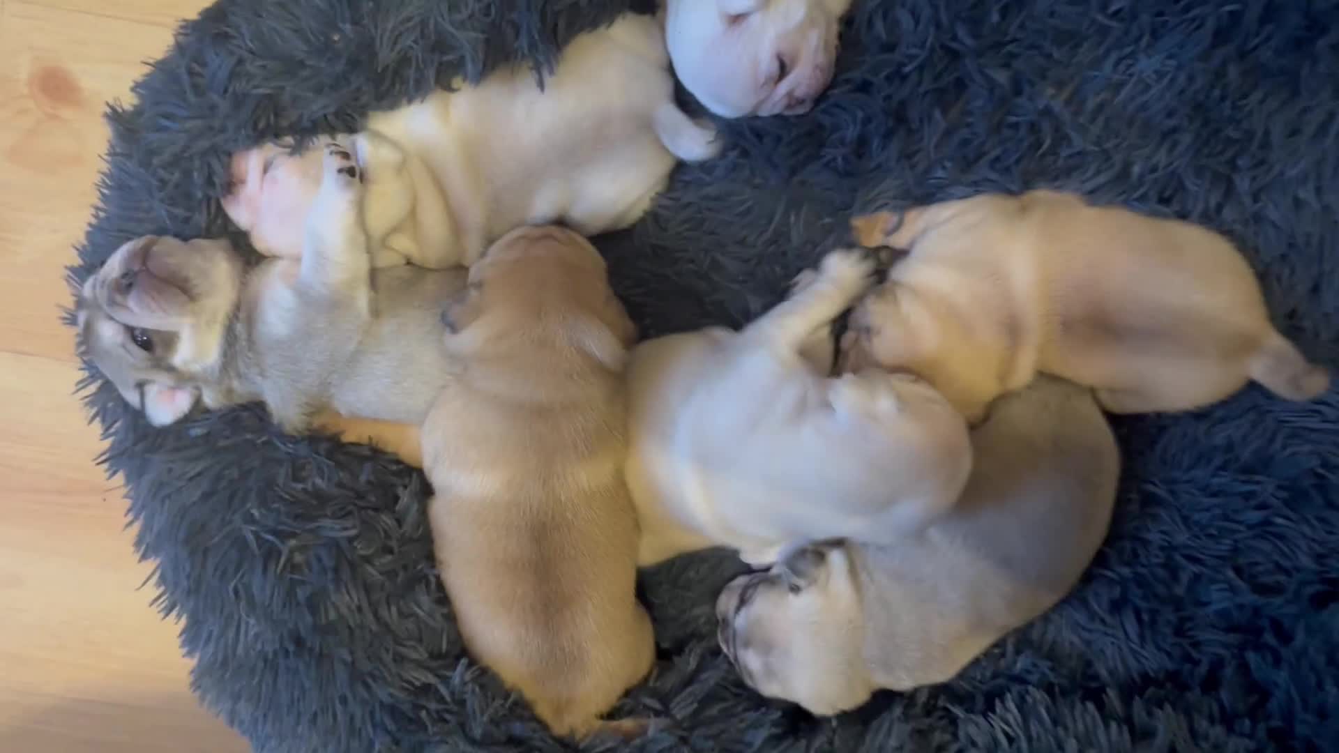 Pug dogs for sale: Beautiful Pug Puppies Male Female - Video 1