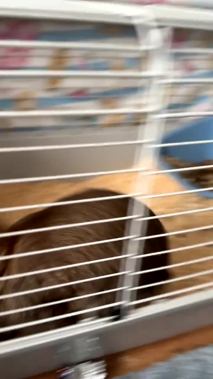 Mixed Breed rabbits for sale: male rabbit for rehome or looking for partner  in Southampton - Video 1