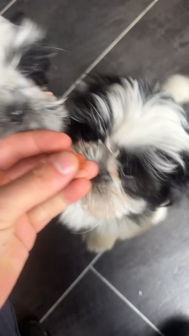 Shih Tzu dogs for sale: Black and white girl shitzu in Blackpool - Video 1