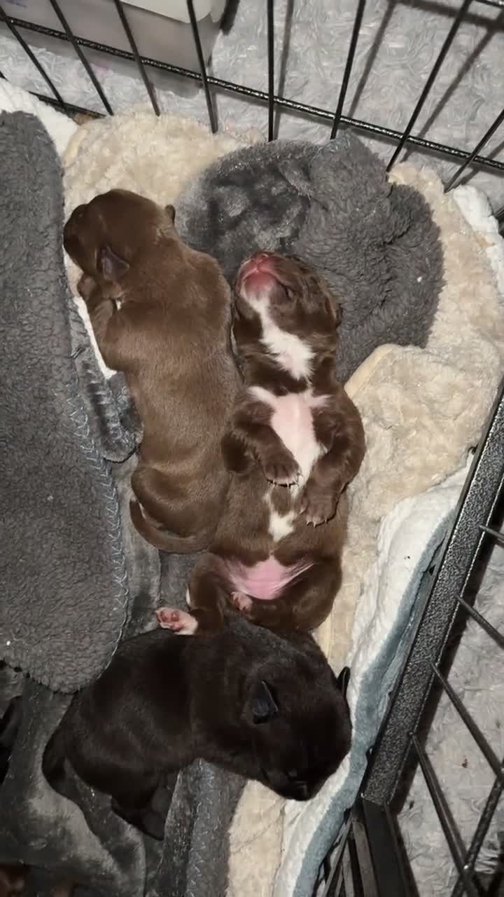 Mixed Breed dogs for sale: American bulldog cross Labrador  - Video 1