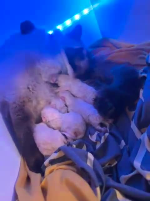 Ragdoll cats for sale: Ragdoll kittens  - Video 2