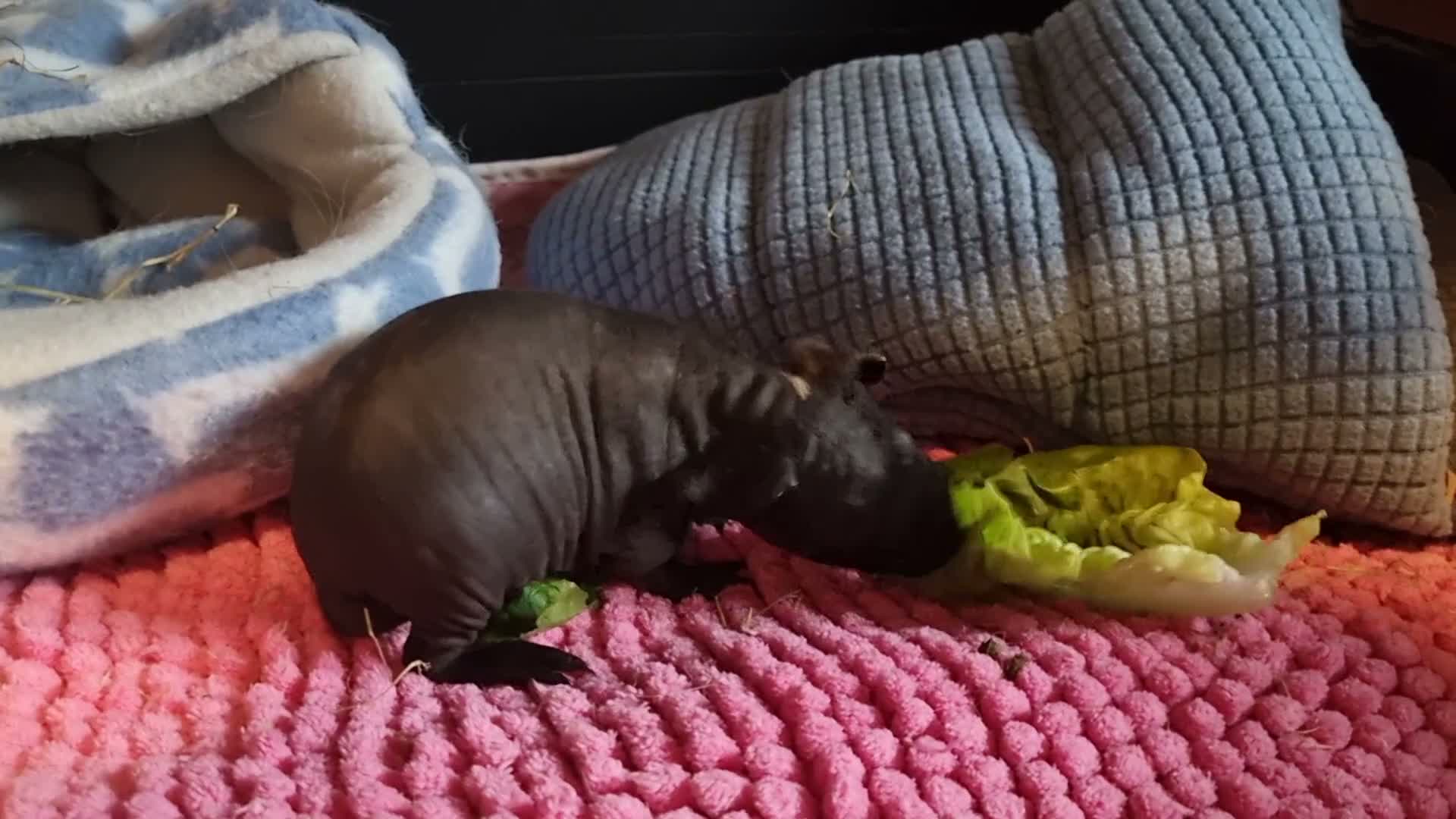 Guinea Pig rodents for sale: Male Baby Skinny Pig - Guinea Pig - Video 2