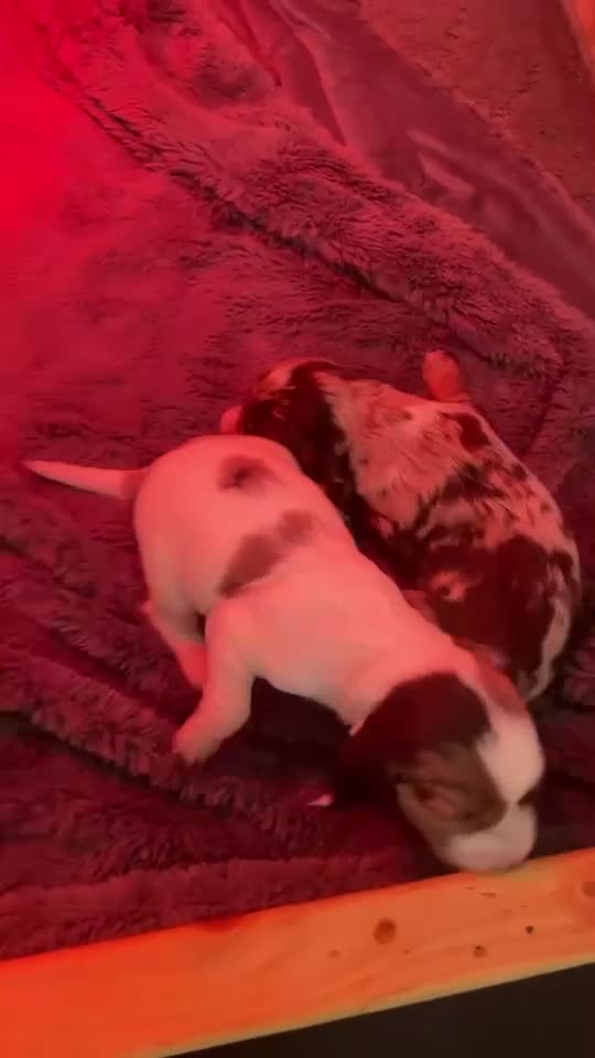 Cocker Spaniel dogs for sale: Beautiful cocker spaniels  - Video 1